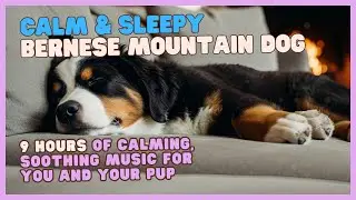 🐶 ☁️ 😌 Gentle Sounds for Calm, Stress & Anxiety Relief for Bernese Mountain Dogs, &  Humans too