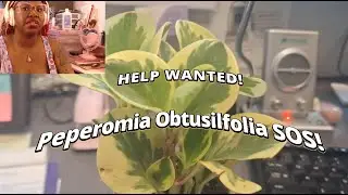 PLANT NEWBIE: How do I keep my new peperomia alive???