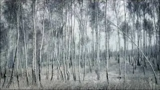 Angeli - Cata zapada