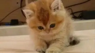 Плейлист,но легендам не нужен текст .