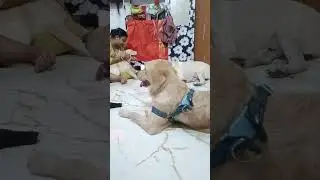 Labrador retriever @dogolibrary