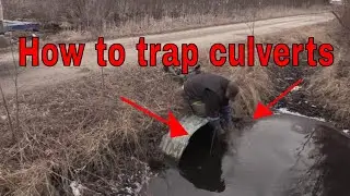 Trapping a beaver in culverts