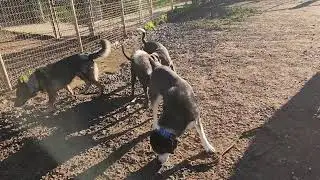 Lumi, leopard, fedyor, friends, available to adopt, Bradshaw animal shelter, Sacramento CA 