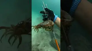 How To Spearfish Caribbean Reef Squid￼
