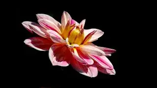 Flower explosion