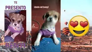 La mascota mas famosa del mundo | tik tok