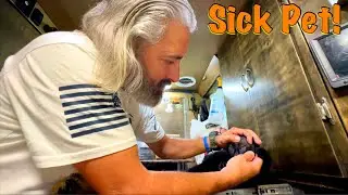 Van Life: проблемы со здоровьем домашних животных в дороге!