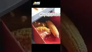 ⚡ Earn Money With Corn Business 🏠 Bring Mini Corn Shredder 🌍 Dawnagro China Product