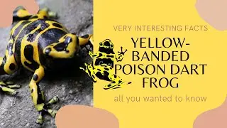 Yellow-banded Poison Dart Frog facts 🐸 Yellow-headed Poison Dart Frog 🐸 Bumblebee Poison Frog 🐸