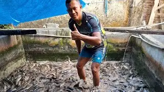 Sabtu bersih kan kolam ikan lele #ikanlele #ikan #leleorganik #kolamikan #probiotiklele 