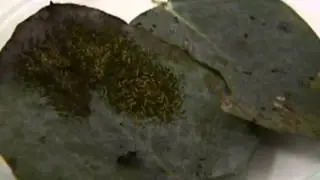 Cotesia urabae in action