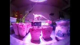 Japanese red maple seedlings and dwarf azaleas time lapse