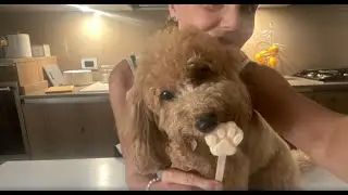 Il gelato 🍦 per cani pronto in tre minuti