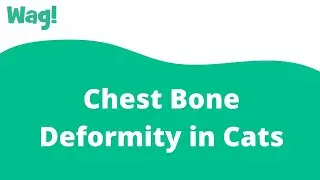 Chest Bone Deformity in Cats | Wag!