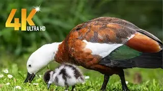 Goose and geese 4k || thier habbits and adorable flying moments attracts you..?