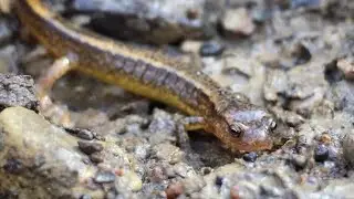 Two-Lined Salamander