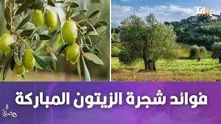 الاعجاز العلمي  في فوائد شجرة الزيتون