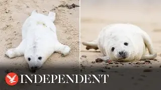 Baby seals spotted on Norfolk beach as pupping season gets under way
