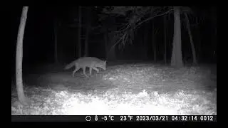 Cental Connecticut Trail Camera