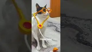 Our Sister Minni #funnyvideo #funnycats #funycat #pakistanimomvlog