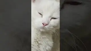 cat read Turkish angora #rarecats #cat #cute #turkishangora #ancient #cats