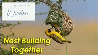 Little Wings of Wonder, Birds of Love Ep. 5 