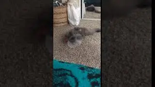 Cat is trying to get a cone off his head.
