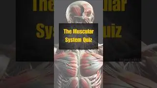 The Muscular System Quiz #educational #sciencequizzes