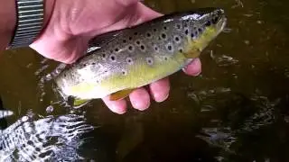 River Yealm wild brown trout: June 2015
