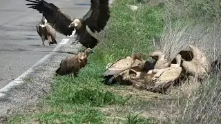 vulture bird attack