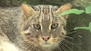 Странные, необычные и редкие! Маленькие кошки из приюта Big Cat Rescue