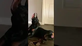 Doberman female experiences her first heat cycle 😳😳 #shorts #dogs #puppy #short #yourubeshorts
