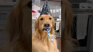 My dog pranked me for my birthday!