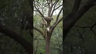 Wild Cat Attacks Bird Nest &ndash; Officer Steps In! #shorts