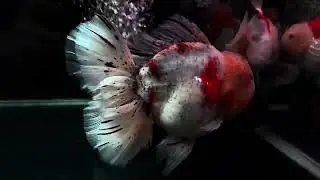 蘭壽金魚 泰獅金魚 熊貓三色