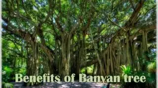 Banyan tree benefits
