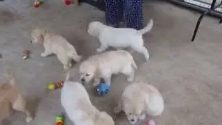 Chill & Link Babies 7 weeks video 001