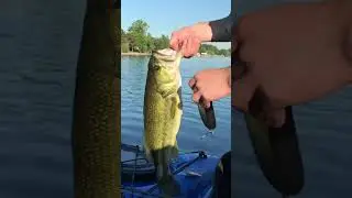 INSANE Day of popper fishing!!