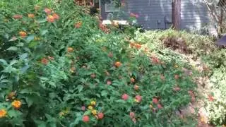Pollinator Trifecta!
