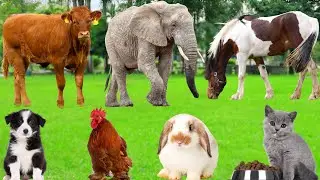 Beautiful Moments of Farm Animals: Cat, Lamb, Puppy, Duck, Pig, Cow, Horse, Fish- Farm Animal Sounds