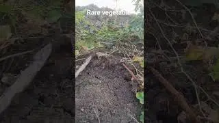 Rare vegetable 😋 || #vegetables  #shorts #satisfying