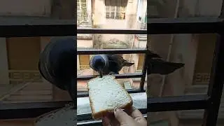 #shorts#viral#feeding#bread#hungry #youtubeshorts #dpsbhoomi #trending 🔥🔥