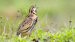 Rain quail (Coturnix coromandelica) sound  - call and song