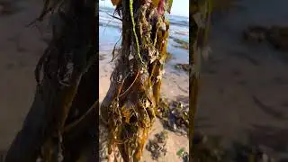 Plant of the Day - Episode 14 - Seaweed 🌿 Secret Garden Superpower! #plantoftheday #gardening