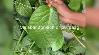Vegetable from garden in september || harvest time #gardening #organic #viral #ytviral