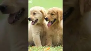 Golden Retrievers: 5 facts made them the Most Loved Dogs 🐾 #shorts #viral #fyp