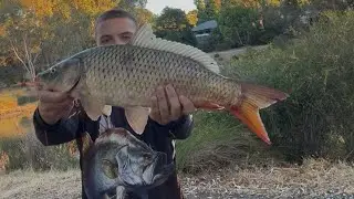 (BIG FISH) Nice mid 60cm carp on bread good fight on the old 2500 nasci with shimano lure rod.