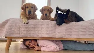 Playing Hide and Seek with My Dogs... They Were SO Suspicious!
