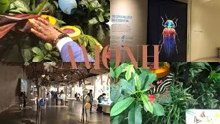 AMERICAN MUSEUM OF NATURAL HISTORY | DAVIS FAMILY BUTTERFLY VIVARIUM🦋🪲