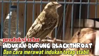 TIPS DAN CARA|| MERAWAT INDUKAN BURUNG BLACKTHROAT PRODUKSI TELUR